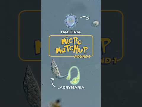 Who will win? Lacrymaria vs. Halteria