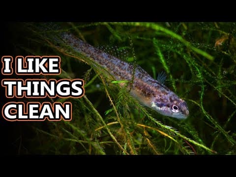 Darter facts: the colorful little fish | Animal Fact Files
