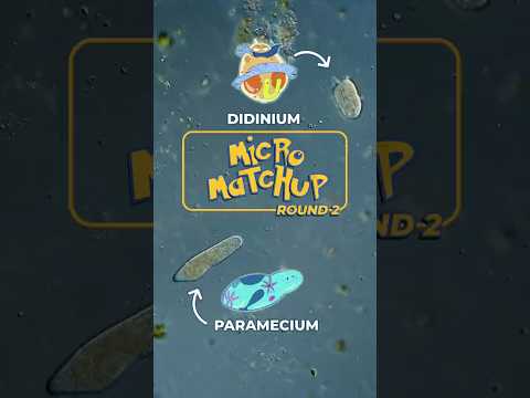 Who will win? Didinium vs Paramecium
