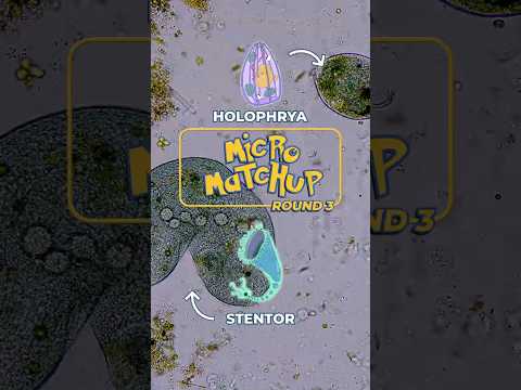 Who will win? Stentor vs Holophrya