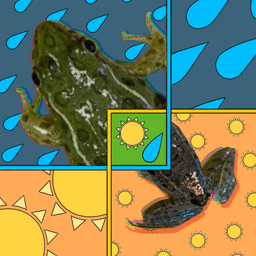 What lives in a stream? tile