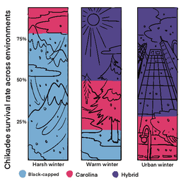 Making sense of hybridization and evolution tile